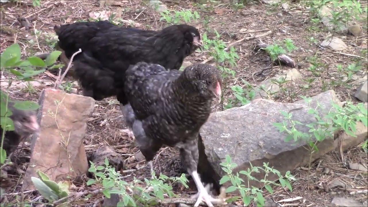 Chickens Bedtime Routine May Put YOU To Sleep | Day 10 #vlogust