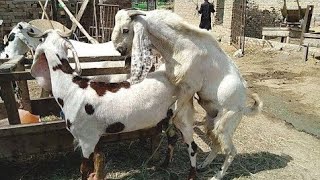 Goat meeting Video