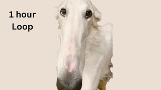 Didn't I do it for you | 1 hour Loop | Net Worth