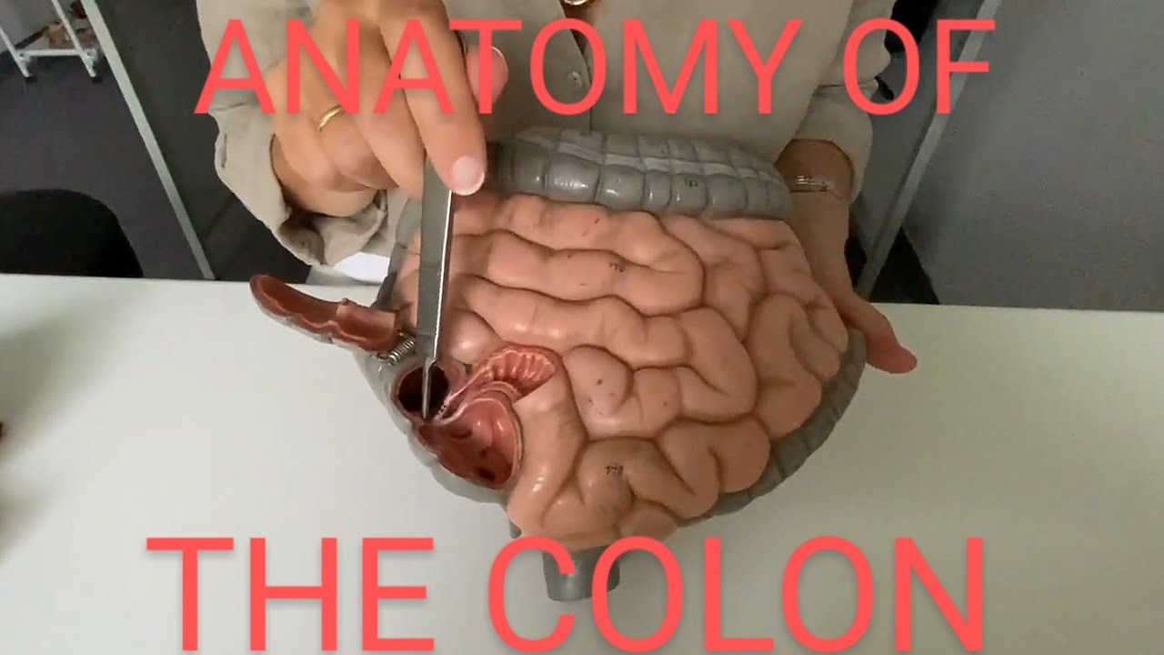 Ανατομία Σπλάχνων Και Αγγείων - Δομές Παχέος Εντέρου.