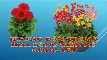Hướng dẫn trồng hoa đồng tiền nở đúng tết