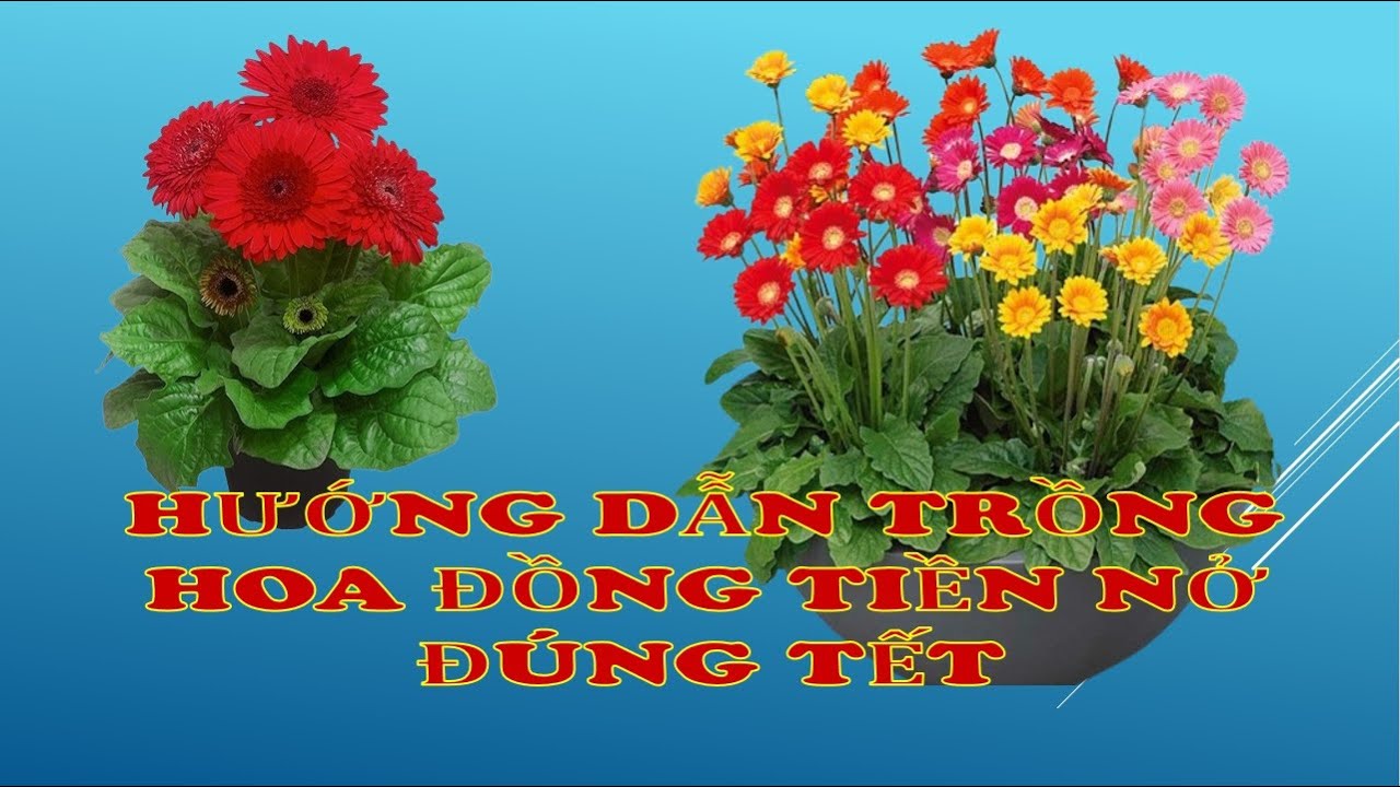 Hướng dẫn trồng hoa đồng tiền nở đúng tết