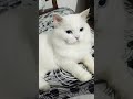 cat funny video 😺😺 #trendingshorts #cat #virelshirts #funnycat #cute #catvideos #funny #shortsfeed