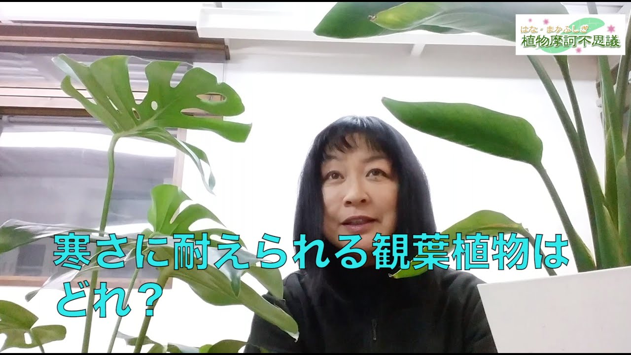 #89 寒さに耐えられる観葉植物はどれ？？　耐寒性を上げるには？？