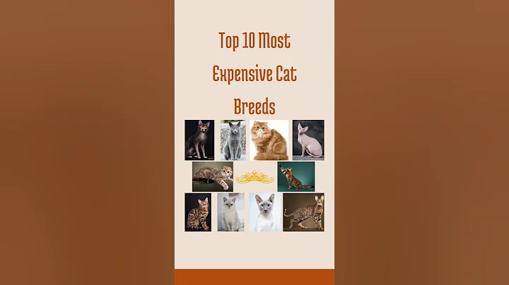 Video 10700831: persian cat's wild, cat wild savannah, long cat, cat exotic, cat breed