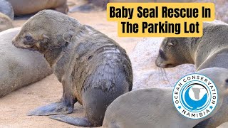 Three seals Rescued in Cape Cross Parking Lot