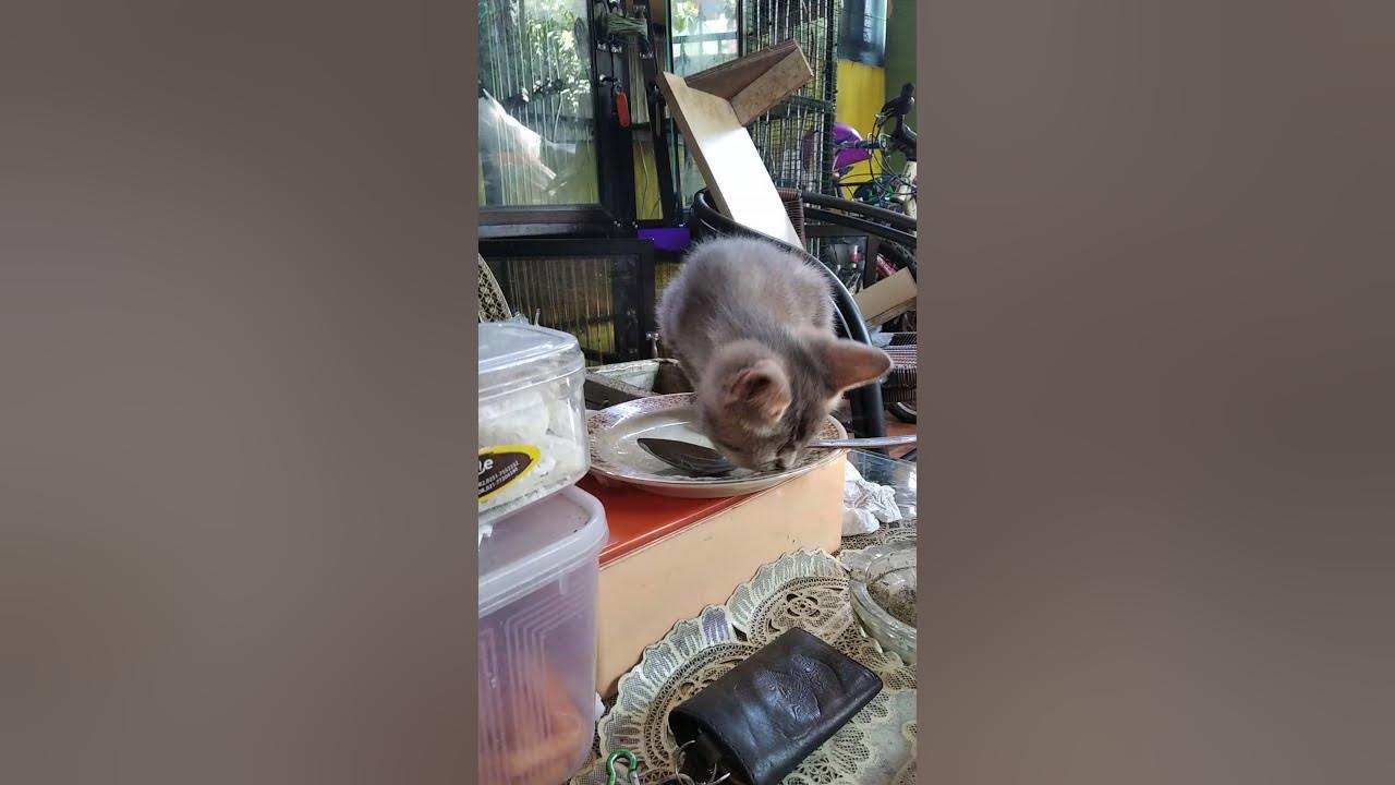 Ropez Jilat Susu Majikan - YouTube