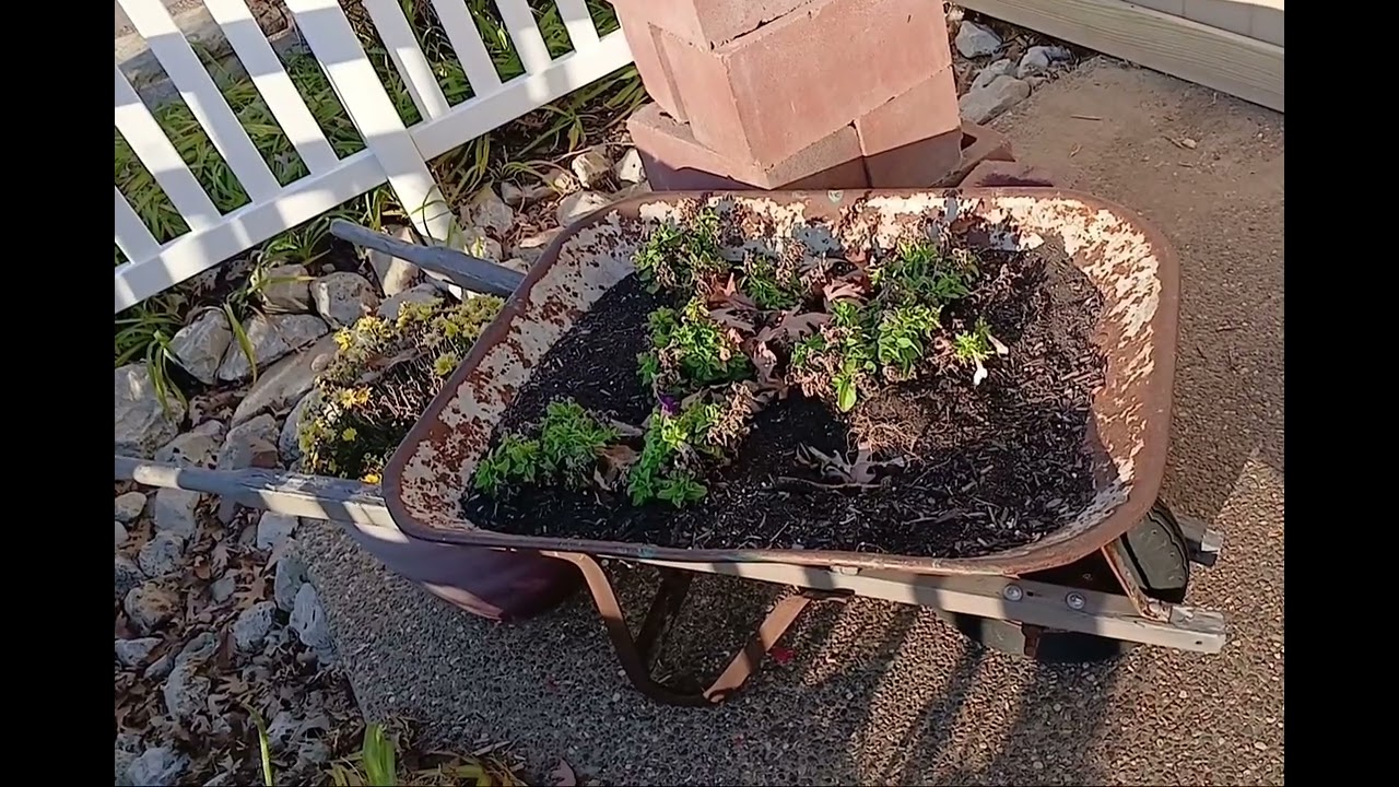 Flower and plants growing in a old wheelbarrel at a park garden in Fall Autumn.