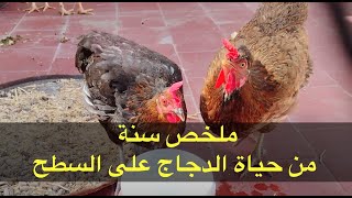 كيف أصبح قطيع الدجاج بعد مرور سنة