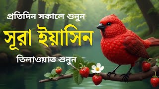 সূরা ইয়াসিন | কুরআনের হৃদয় | Surah Yasin Full Tilawat