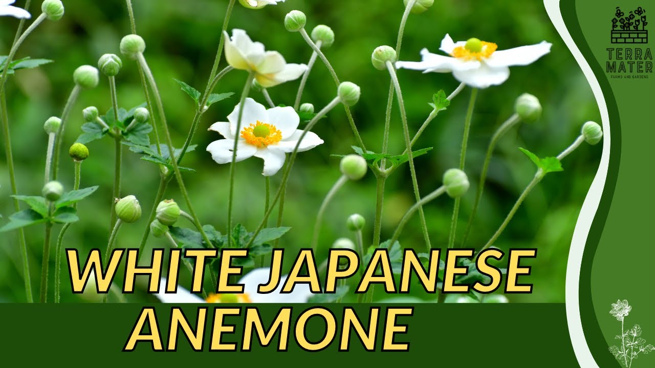 Exploring the beauty of WHITE JAPANESE ANEMONE | species spotlight