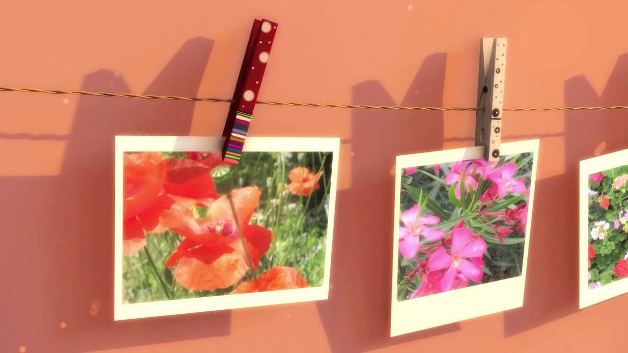 Free Flower Desktop Wallpapers Download
