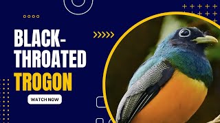 Black-Throated Trogon The Stunning Bird Of Central America Amazing Planet