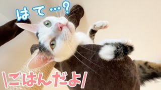 チロさんが「ごはん」に反応しなくなってしまいました…！
