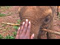 The famous orphan elephants of nairobi kenya