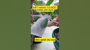 TÚI BỌC TRÁI CÂY, TĂNG NĂNG SUẤT, HIỆU QUẢ CAO, CHO MÙA MÀNG BỘI THU,