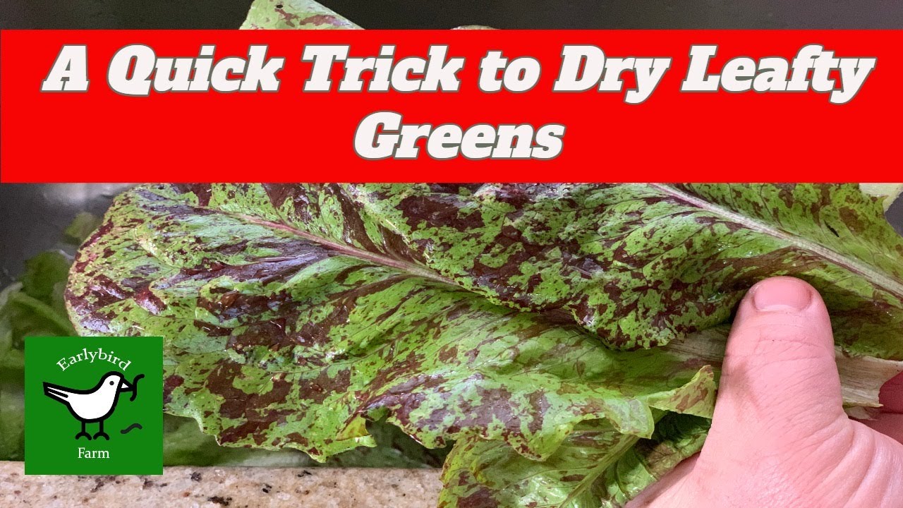 How to Dry Salad Greens Without Any Special Tools « Food Hacks ::  WonderHowTo