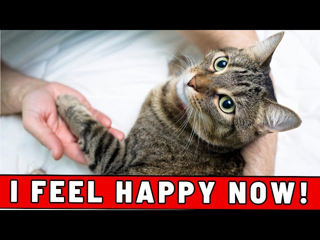 The Sounds That Make Your Cat Feel Safe (And Those That Don't) class=