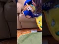 柴犬福 姉に絡まれてる時の柴犬の顔🤣🤣Sister and Dog!#shorts #dogshorts #funny #shibainu #comedy #柴犬 #시바견 #sister#姉と柴