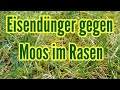 Moos im Rasen entfernen Eisendünger für den Rasen mit Eisendünger düngen