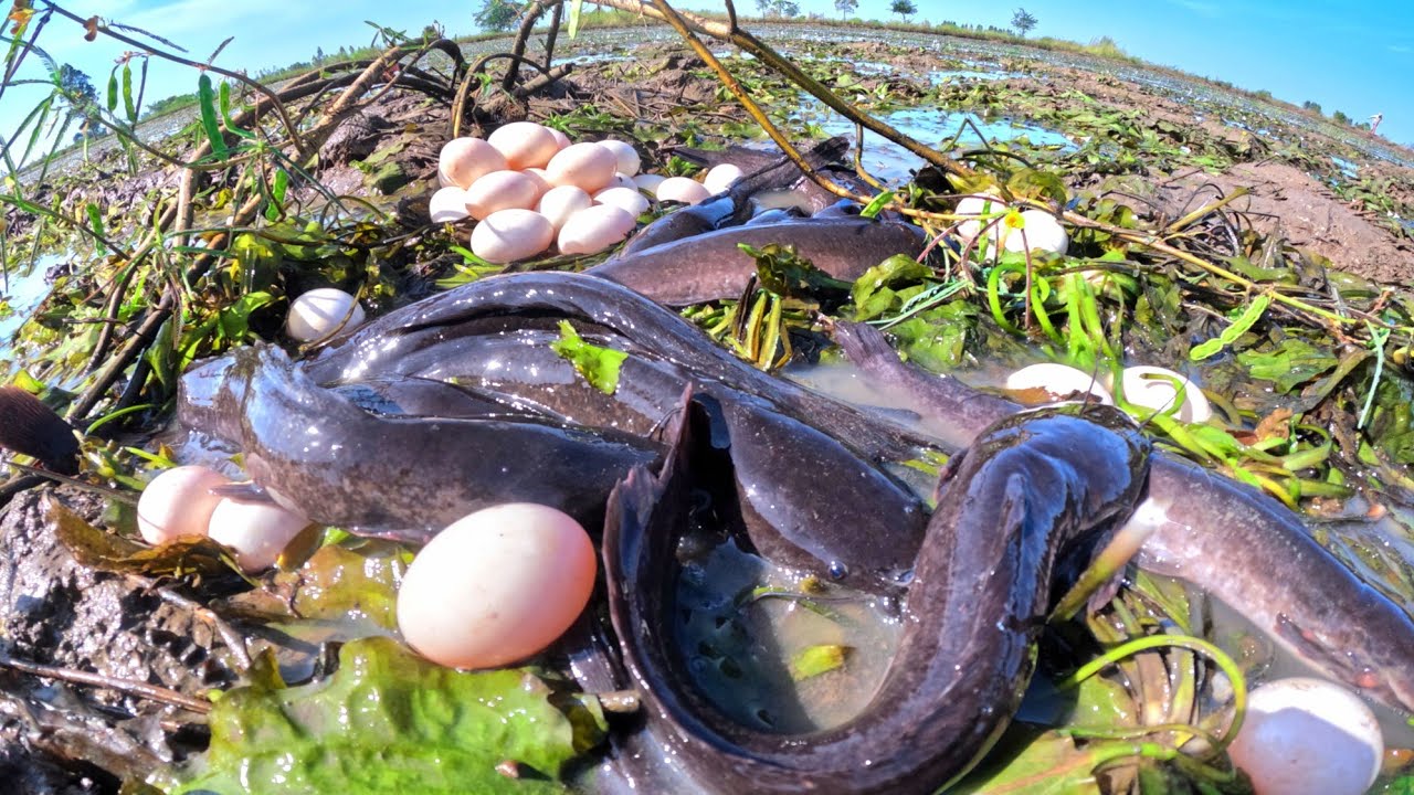 WOW WOW, fishing catch a lot of fish in water and pick duck eggs