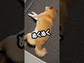 柴犬ロック パパの歌♪ #拒否柴 #しばいぬ #dog #shiba #ペット
