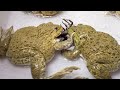 Asian Bullfrog Eats Big Scorpion &amp; Dubia Roaches! Live Feeding