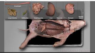 Pig Dissection 2-2-2021