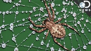 What Makes Spider Silk Tougher Than Steel? What Makes Spider Silk Tougher Than Steel?