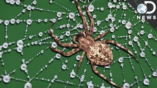 What Makes Spider Silk Tougher Than Steel