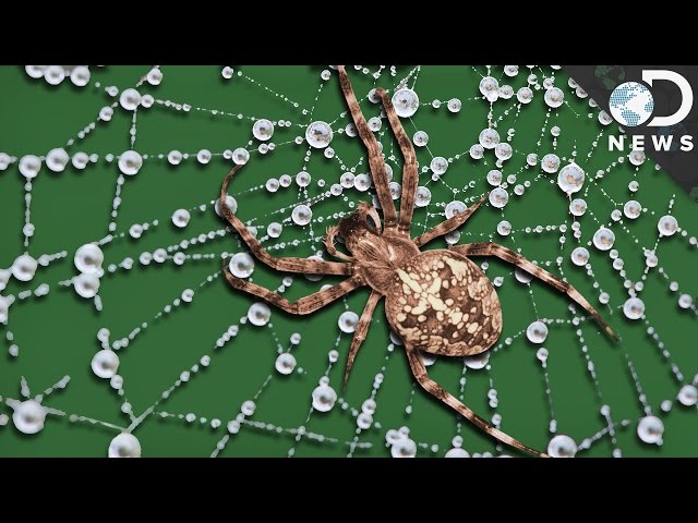 Spider Silk Is Stronger Than Steel. It Also Assembles Itself