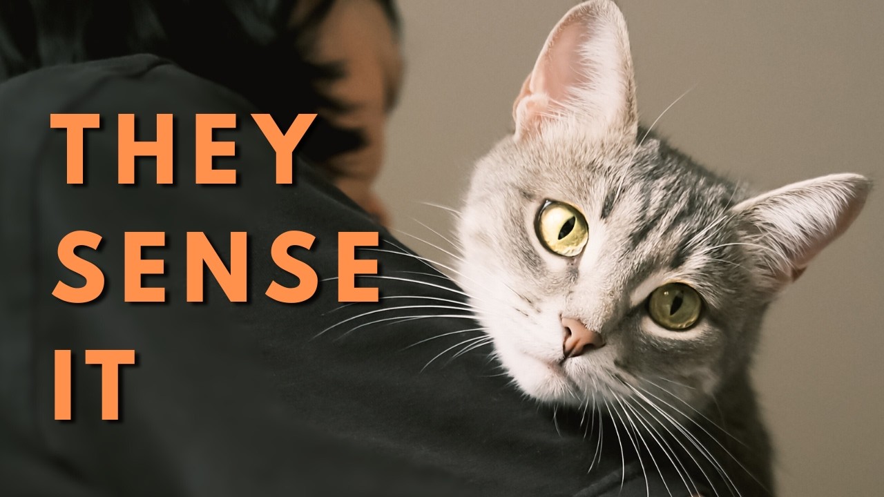 Your Cat Knows Your Mood — Before You Even Speak