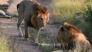 Living with lions. KRUGER SUNSET LODGE I SAFARI HIGHLIGHTS #36