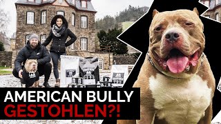 AMERICAN BULLY  ein gefährlicher Kampfhund!? Rasseinfo deutsch, Erfahrungen, Vorurteile & Erziehung