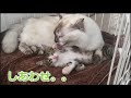 保護した仔猫を溺愛する先住猫たち