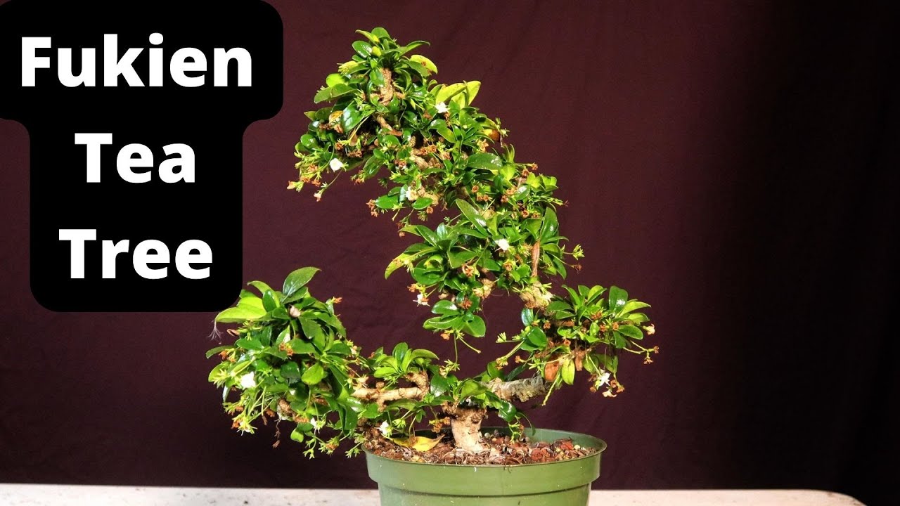 Fukien Tea Bonsai Tree. Ehretia Microphylla. Carmona Retusa