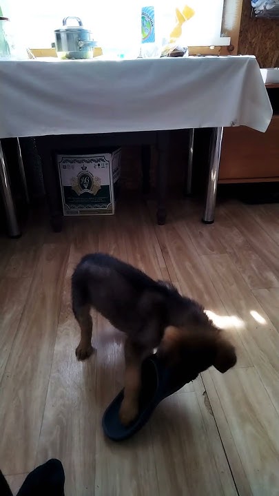 Маленький щенок сражается с тапочком 🐕 - YouTube