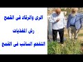 الرى والرقاد في القمح رش المغذيات التفحم السائب في القمح