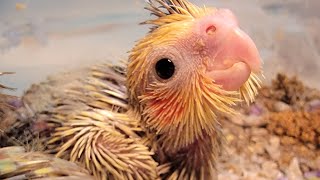 Baby Cockatiel & Baby Lovbird by Alis Flock 143 views 1 year ago 33 seconds