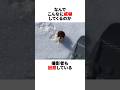 威嚇してくる動物の正体