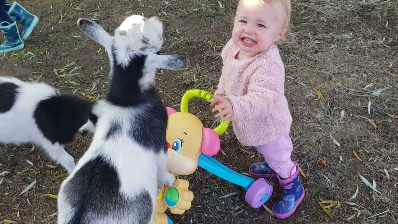 3 Year Old Big Brother Shows His Little Baby Sister How to Feed the Goats! Ethan & Aubrey