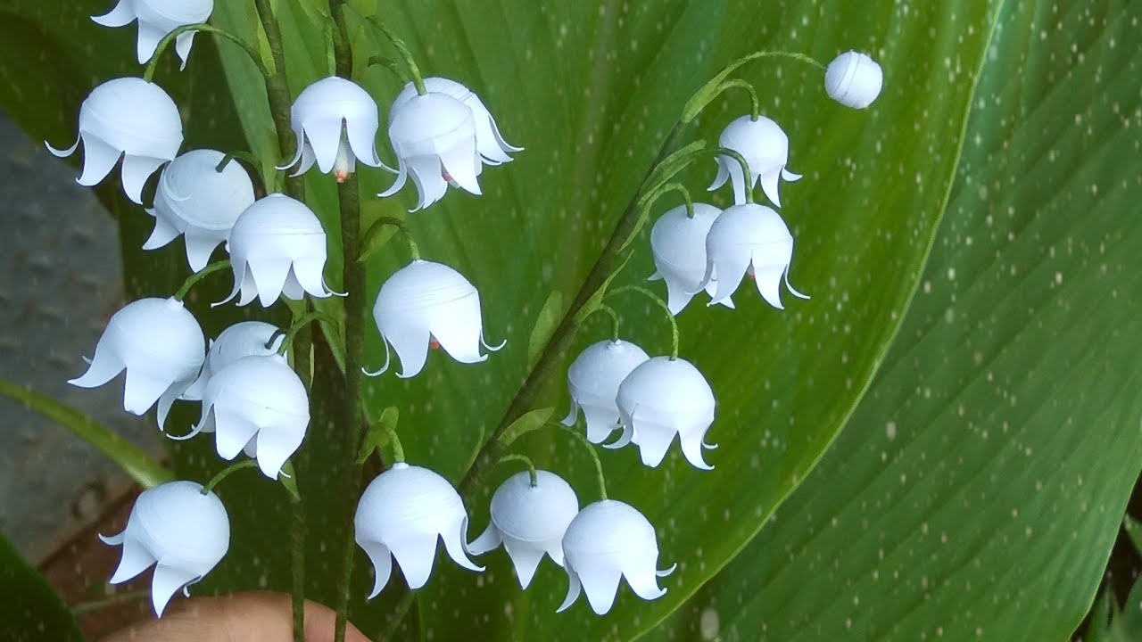 How To Make Paper Quilling Flower Lily Of The Valley Paper Flower Paper Quilling Paper Flowers Paper Quilling Paper Quilling For Beginners