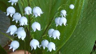 Diy Paper Quilling lily of the valley || Quilling Paper Art ||Kreatif