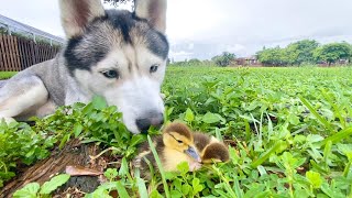 Husky Meets Baby Ducklings For The First Time! (Best Friends!)