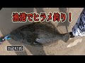 今年1番のサイズが釣れました！ヒラメ釣りは楽しい！