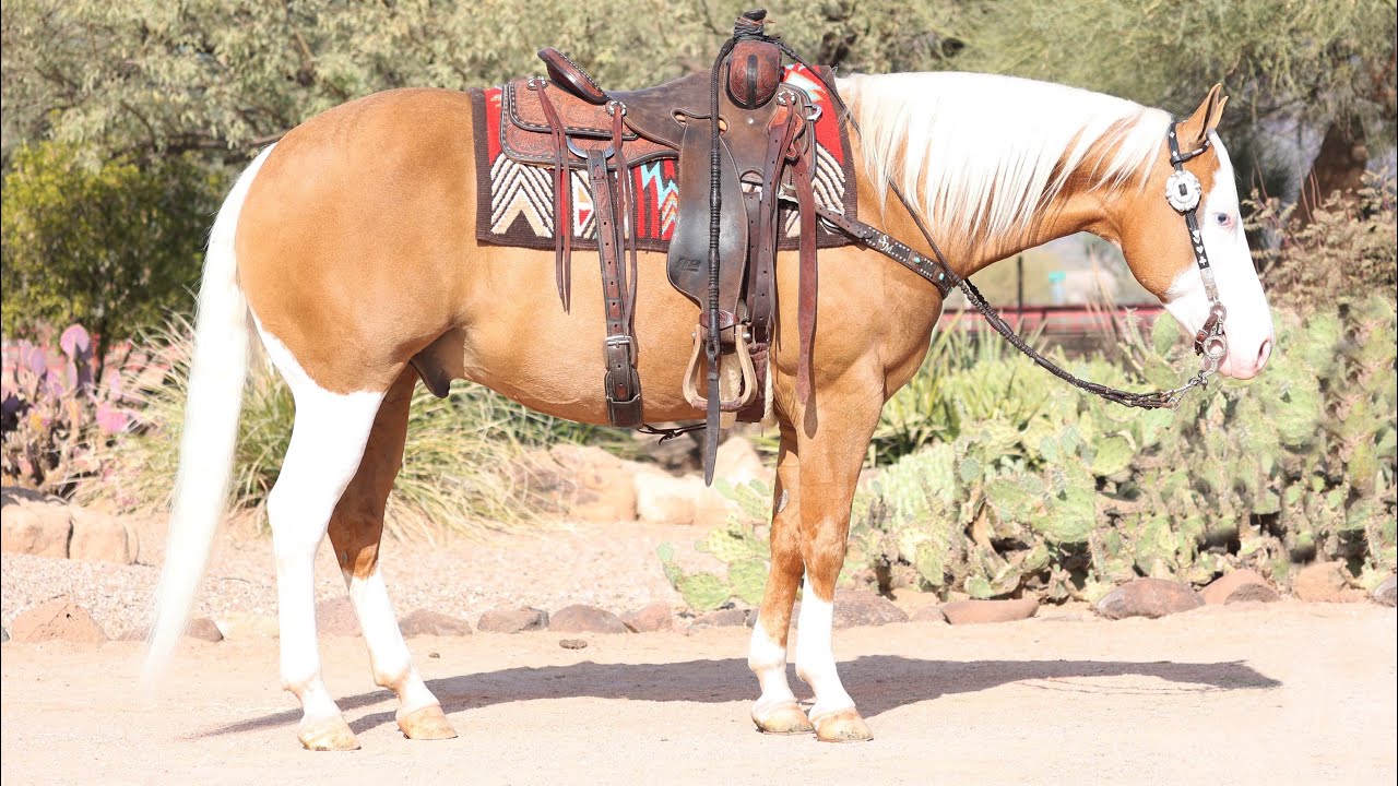 Moonpie- Sarah McKibben Cowgirl Cadillacs Horse Sale