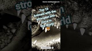 Top 10 Jaw-Dropping Animals With Killer Bite Strength Which Animal Has The Most Lethal Bite?