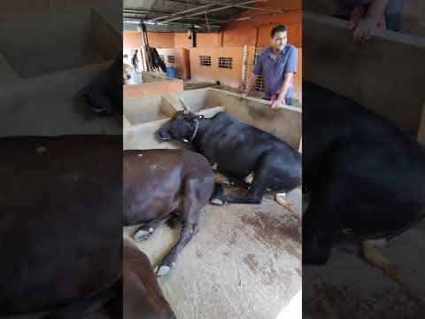 Liluah Gaushala. #shorts #shortvideo