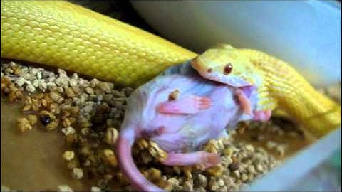 2 corn snakes eating frozen mice.