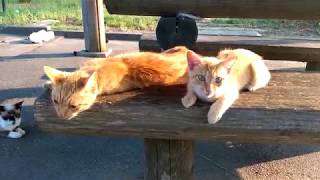 真夏に出会った可愛すぎる茶トラ子猫4 ～初対面、母猫と一緒～